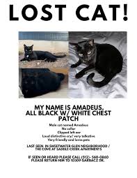 Does anyone know this cat It sitting in our porch and won't move our cat is  not happy not sure if it's lost but beautiful cat very friendly could the  owner come