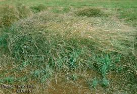 Image result for Digitaria milanjiana