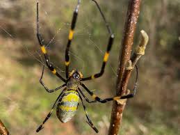 Image result for Arachniodes webbiana