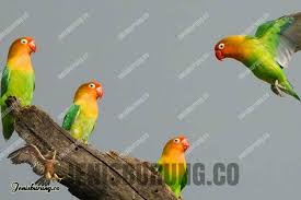 Namun anda akan mendapatkan panduan lengkap tentang cara untuk membedakannya di. Cara Sukses Ternak Lovebird Poligami 1 Jantan 3 Betina Pinhome