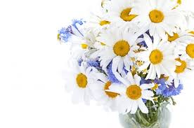 Elle est aussi appelée chrysanthemum leucanthemum. Bouquet De Marguerites Images Libres De Droit Photos De Bouquet De Marguerites Depositphotos