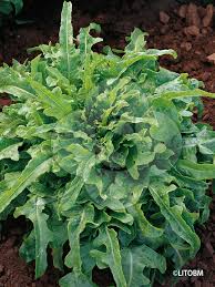 Image result for Lactuca schultzeana