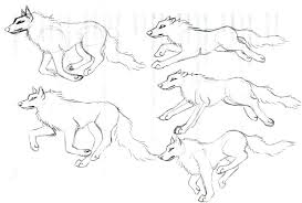 Showing Wolf Drawn Top View Wolf Head Drawing Wolf Drawing Wolf Sketch