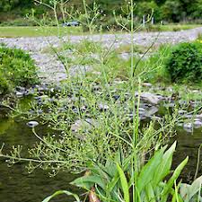 Image result for Aneilema lanceolatum