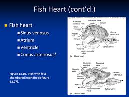 An atrium and a ventricle. Comparative Anatomy Circulatory System Ppt Video Online Download