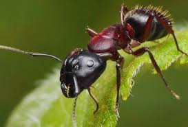 They usually leave ashes of wood lying on the floor and even might bite you when you accidentally get close to them. Carpenter Ant Identification Facts Holder S Pest Solutions