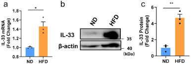 IL-33 regulates adipogenesis via Wnt/β-catenin/PPAR-γ signaling pathway in  preadipocytes
