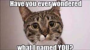 32 animal memes that are going to make your week. Memes To Make You Laugh 2020 Animal Edition Cat Memes Dog Memes Youtube
