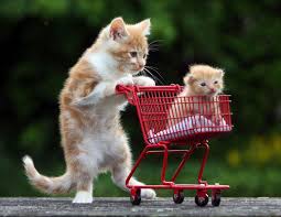 Jangan terpedaya makhluk berbulu kelabu ini adalah tikus bukannya. Ini Dia Gambar Anak Haiwan Yang Masih Dalam Usia Bayi Lepas Baru Lahir Yang Tersangatlah Cute Dan Comel Auww Kisah Dunia