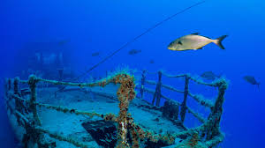 Free shipping on many items. Human Resources Madeira Underwater