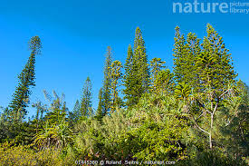 Image result for Araucaria columnaris