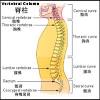 A healthy spine has strong muscles and bones, flexible joints, ligaments and tendons, and sensitive nerves. Https Encrypted Tbn0 Gstatic Com Images Q Tbn And9gctv 2oba3vborwlmeuogtq39n6hxqnpcy1ldsy0jb6frvdgf2s5 Usqp Cau