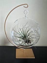 Hanging Glass Globe Air Plant Terrarium With Gold Painted Etsy Plant In Glass Air Plant Terrarium Terrarium Pots
