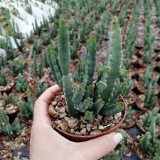 Image result for Euphorbia debilispina