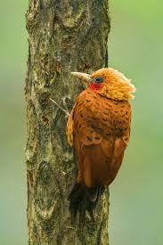 Vrahovia ľudmily cervanovej si zaslúžili trest smrti. Datel Kastanovobarvy Celeus Castaneus Chestnut Colored Woodpecker Petr Simon