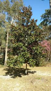 Maybe you would like to learn more about one of these? Bloom Time For Magnificent Native Magnolias