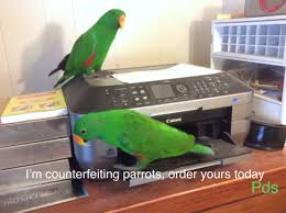 Counterfeiting Parrot Memes Bird