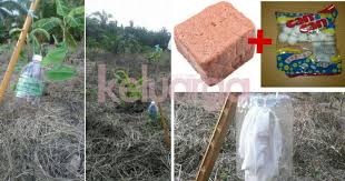 0 ratings0% found this document useful (0 votes). Guna 2 Bahan Ini Hasilkan Kencing Harimau Tiruan Harus Cuba Jika Mahu Elakkan Tanaman Diganggu Binatang Liar Keluarga