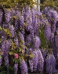 Check spelling or type a new query. Pianta Fiori Viola A Grappolo