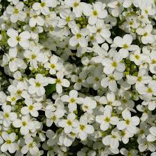 Image result for Arabis alpina