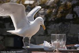 Image result for seagull