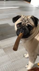 I Gave Up Cigerettes I M All Cigars Now Pug Love Pugs Pug Life