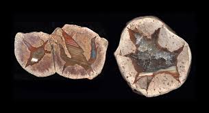 Image result for Ayrshire Agate 1938 Graham