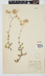 Image result for Helichrysum paronychioides