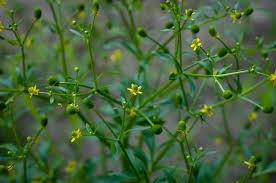 Image result for Ranunculus sceleratus