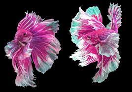 Betta fish are among the most popular freshwater fish around. Pink Betta Fish A Genuine And Rare Creature To Have