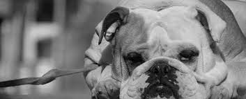 To conquer one's weaker self. Der Innere Schweinehund Ein Schuft Den Wir Alle Kennen Mut Zur Stille