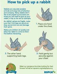How To Hold A Bunny Pet Bunny Rabbits Bunny Care Bunny Cages