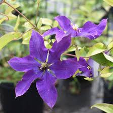 Image result for Clematis pulchra
