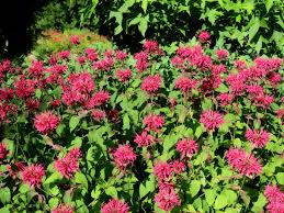 Image result for Monadenium hirsutum