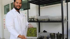 Pero… ¿qué ocurre si no recibe la cantidad de luz que necesita o no se está regando correctamente? Investigador Rescata Cactus En Peligro De Extincion De Seis Estados Entre Ellos Sonora