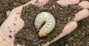 If you're trying out pest prevention methods, you should inspect your yard to see how well these methods are working if you don't know how to get rid of grubs, you might be feeling a little bit overwhelmed by your grub problem. Controlling Your Lawn Grubs Prevent Infestation Swazy Alexander Landscaping