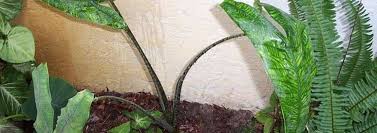 Yapraklar ise düz yeşil, parlak, ilginç görünümlü ok başı şeklindedir. Alocasia Elephant Ear Alocasia Zebrina Reticulata
