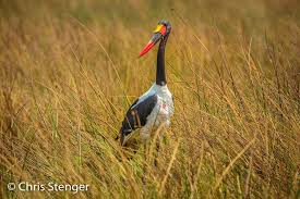 Onderweg naar huis zag ik een opvallende vogel, die ik niet direct thuis kon brengen. Jachtgedrag Van De Zwarte Reiger Chris Stenger Natuurfotografie