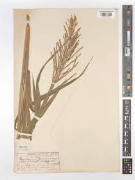 Image result for Urochloa reptans