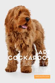 The right collar size for your labradoodle puppy depends on its size. Are Cockapoos Easy To Train 6 Tips For Fast Cockapoo House Training Cockapoo Grooming Potty Training Puppy House Training