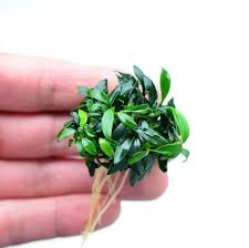 Live Aquarium Plants Online Sale Rare Moss Anubias Etc Australia Planted Aquarium Aquatic Plants Freshwater Aquarium Plants