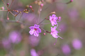 Image result for Commicarpus