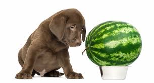 Causes & risks · treatments & prevention · healthprep official Can Dogs Eat Watermelon Is Watermelon Good For Dogs