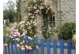 Rosier Petit Bonheur Rosier Grimpant Les Roses De La Cote D Emeraude Rosier Rosier Grimpant Taille Rosier