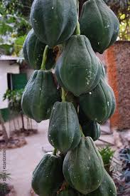 Image result for Vasconcellea pubescens
