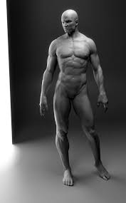 A snapshot of the body. 260 Torso Anatomy Ideas Anatomy Anatomy For Artists Anatomy Reference
