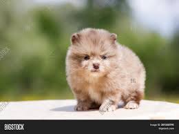 Search by breed, age, and more at puppyspot.com. Chocolate Merle Image Photo Free Trial Bigstock