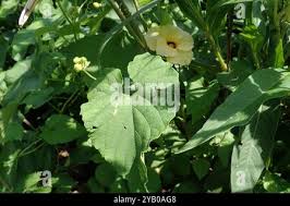 Image result for Momordica foetida