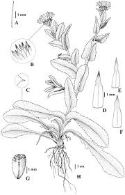 Revision Of The North American Species Of Grindelia Asteraceae 1