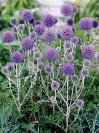 Image result for Echinops longifolius